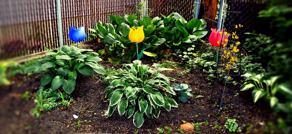 Local Nursery Ltd | 26515A, Township Rd 514, Spruce Grove, AB T7Y 1G1, Canada | Phone: (780) 987-9133
