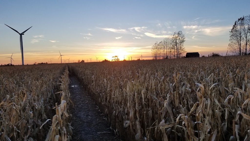 Corn Maze on Wolfe Island | 607 Rd 95 Wolfe Island, Frontenac Islands, ON K0H 2Y0, Canada | Phone: (613) 385-1998