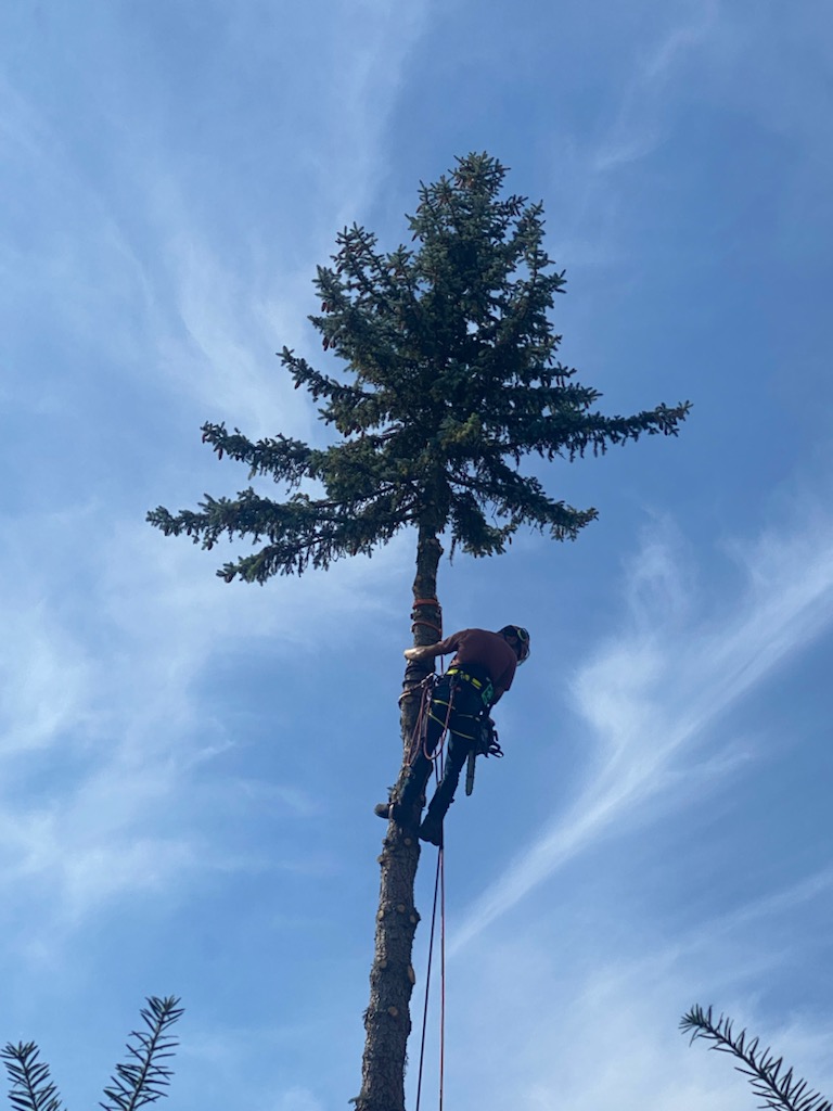 Icon Tree Service | 1659A Line 41, New Hamburg, ON N3A 4A2, Canada | Phone: (519) 778-4788