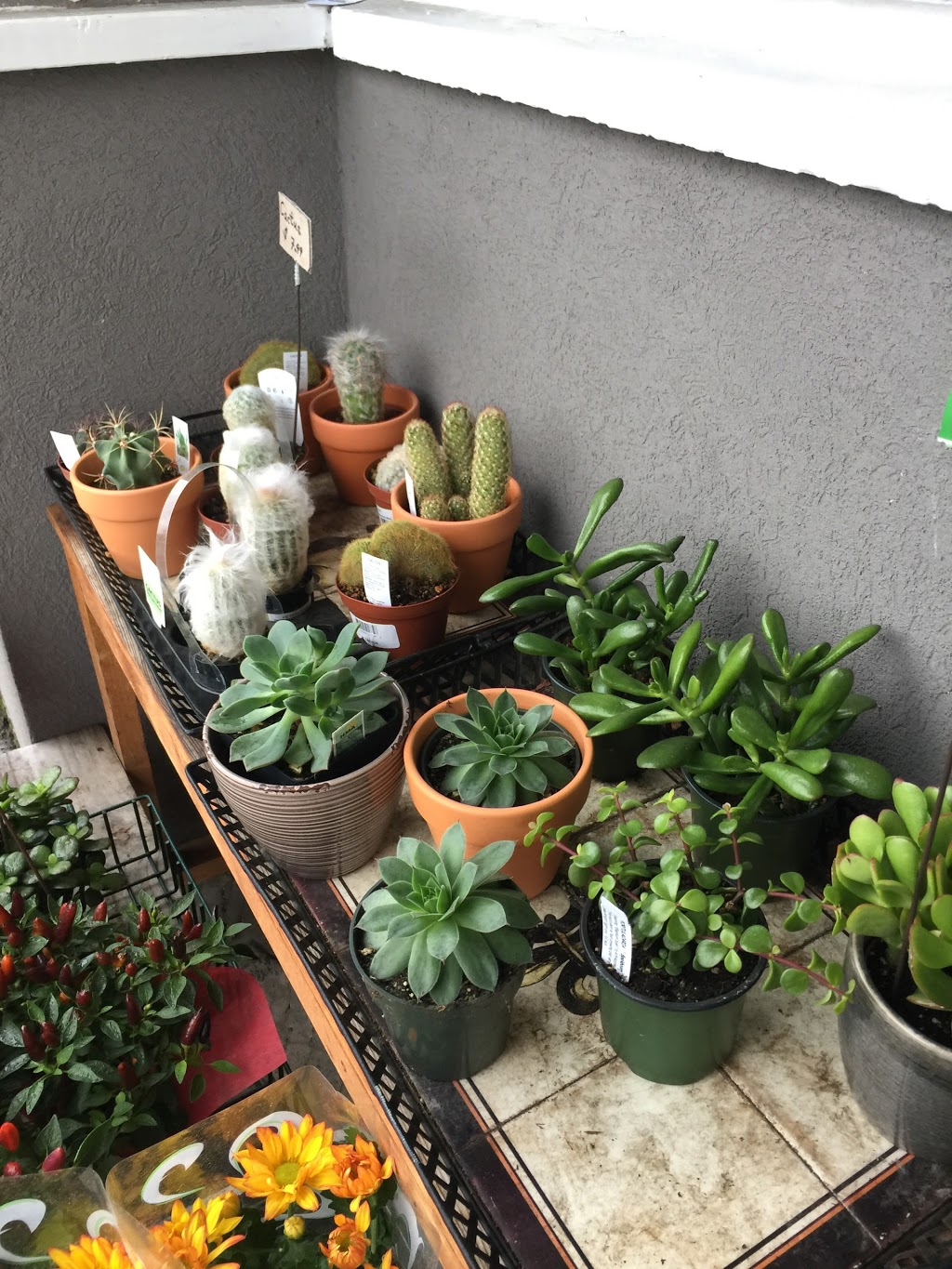 Hannah & Samuel Flower Shop | 2130 Western Pkwy, Vancouver, BC V6T 1V6, Canada | Phone: (604) 228-0113