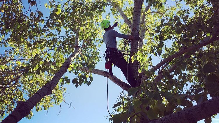 Symmetree Arborist Services | 138 Riverglen Park SE, Calgary, AB T2C 3Z1, Canada | Phone: (587) 229-8060