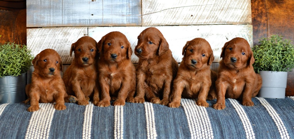 Fox Hollow Goldendoodles | 121097, Side Rd 12, Tara, ON N0H 2N0, Canada | Phone: (519) 502-0966