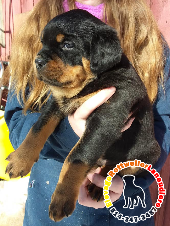 Élevage de chiots et chiens Rottweiler Lanaudière | 300 6e Rang, Saint-Calixte, QC J0K 1Z0, Canada | Phone: (514) 347-3487