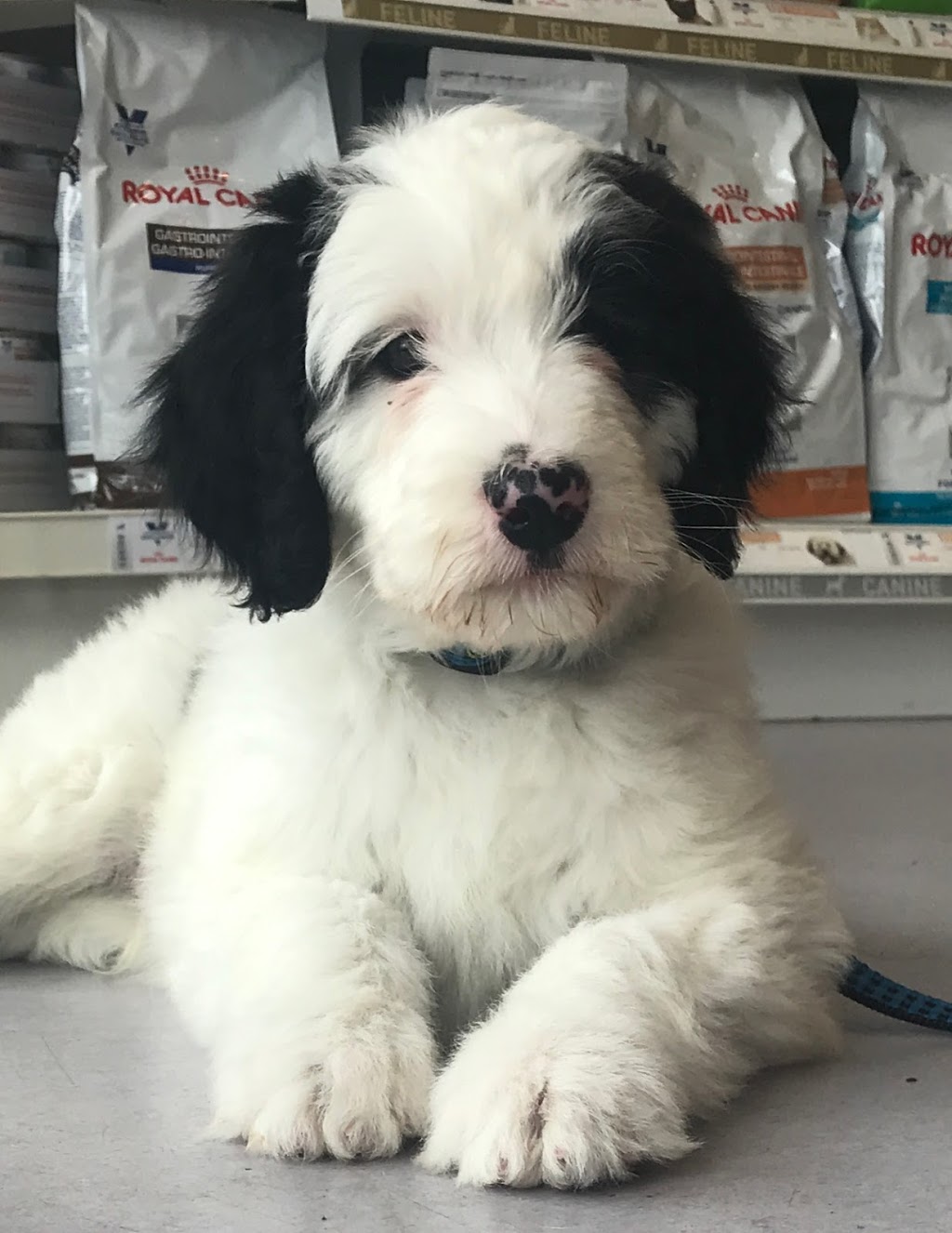 Main Street Veterinary Clinic | 170 Main St, Toronto, ON M4E 2W1, Canada | Phone: (647) 350-6246