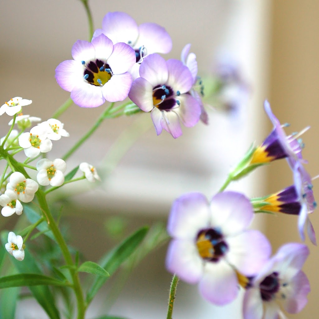 Botanical PaperWorks | 111 Pacific Ave, Winnipeg, MB R3B 0M1, Canada | Phone: (877) 956-7393