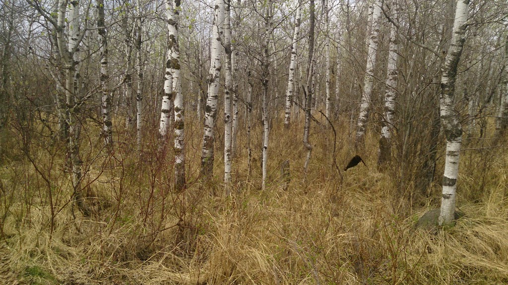 Assiniboine Forest | 55 Pavilion Crescent, Winnipeg, MB R3P 2N6, Canada | Phone: (204) 927-6000