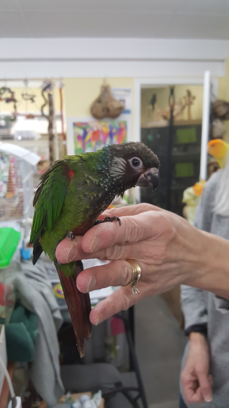 Ziggys Feathered Friends | pet store | 4221 Hamilton Rd, Dorchester, ON N0L 1G3, Canada | 5192680888 OR +1 519-268-0888