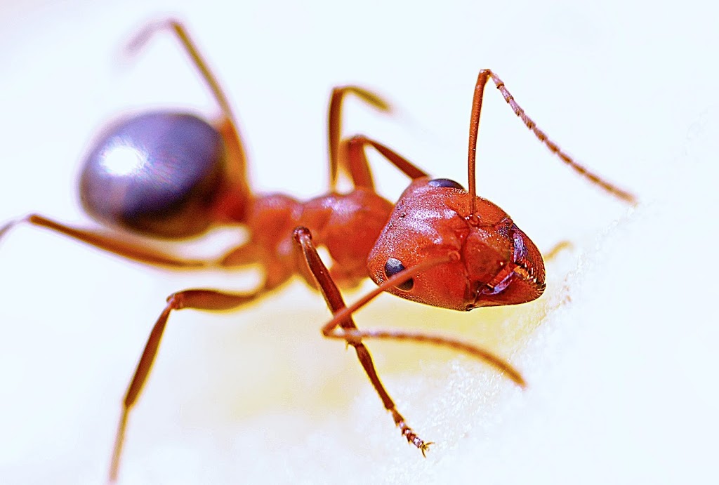 Contact Pest Control | 1955 Victoria Park Ave #10, Scarborough, ON M1R 0C9, Canada | Phone: (647) 709-4856