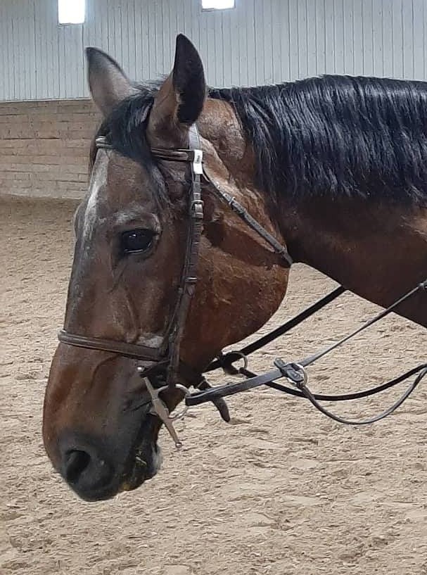 West Wind Stables | Box 402, 53086 Rd 4 E, Oak Bluff, MB R0G 1N0, Canada | Phone: (204) 736-3410