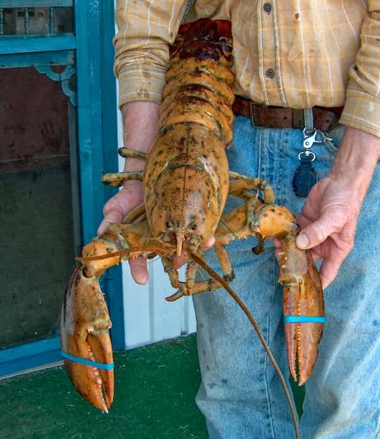 Five Islands Fish Market & Bait and Tackle Shop | Nova Scotia Trunk 2, Lower Five Islands, NS B0M 1N0, Canada | Phone: (902) 254-2177