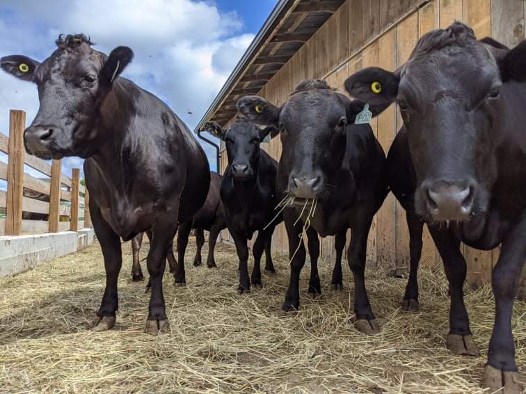 Wildridge Wagyu | 1854 14 Line, Gilford, ON L0L 1R0, Canada | Phone: (519) 831-9572