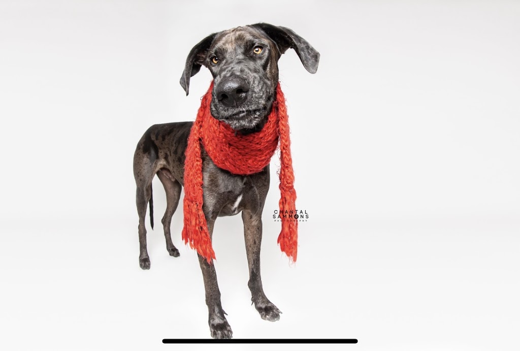 Chantal Sammons Pet Photography | 14 Westfield Dr, Whitby, ON L1P 0E7, Canada | Phone: (647) 269-1818