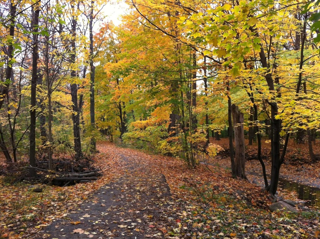 Rain Or Shine Dog Walking | 30 Gladsmore Crescent, Etobicoke, ON M9W 3Y9, Canada | Phone: (647) 218-1700