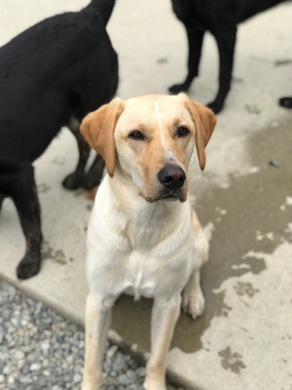 Happy Hound Dog Grooming Dog Daycare | 4408 Boban Dr, Nanaimo, BC V9T 5V9, Canada | Phone: (250) 756-0340