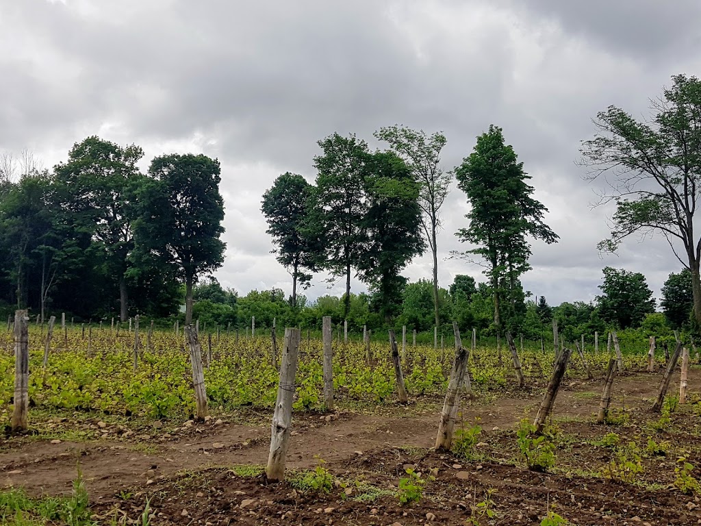 Négondos Vignoble Biologique | 7100 Rang St Vincent, Mirabel, QC J7N 3N1, Canada | Phone: (450) 258-2099