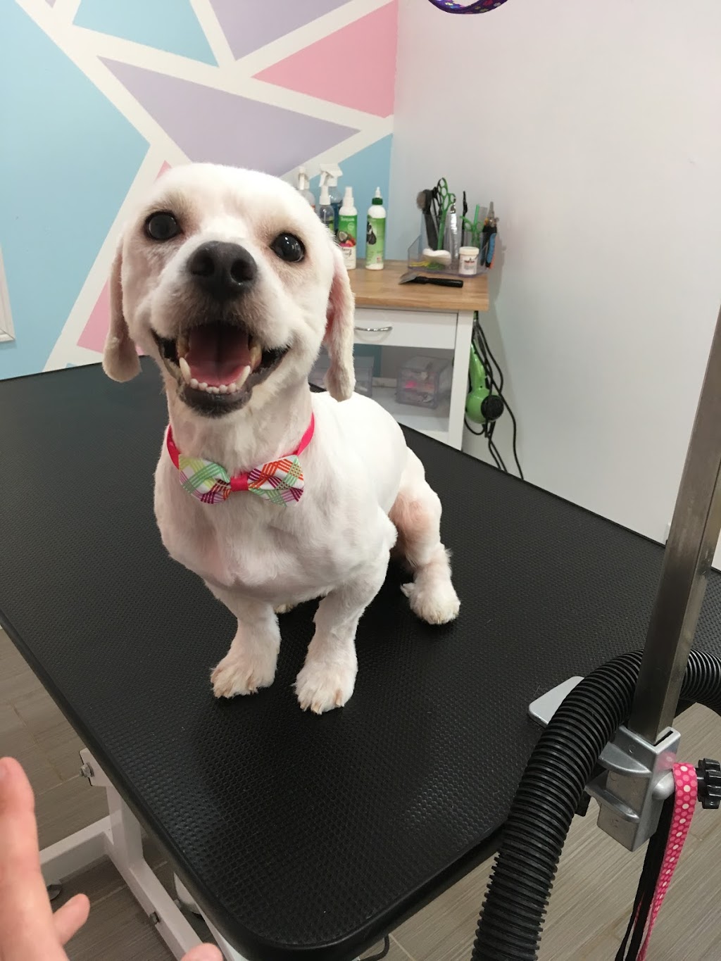 Goode Fur-Baby Salon & Spa | 173 Victoria St, Ingersoll, ON N5C 2N2, Canada | Phone: (519) 240-4038