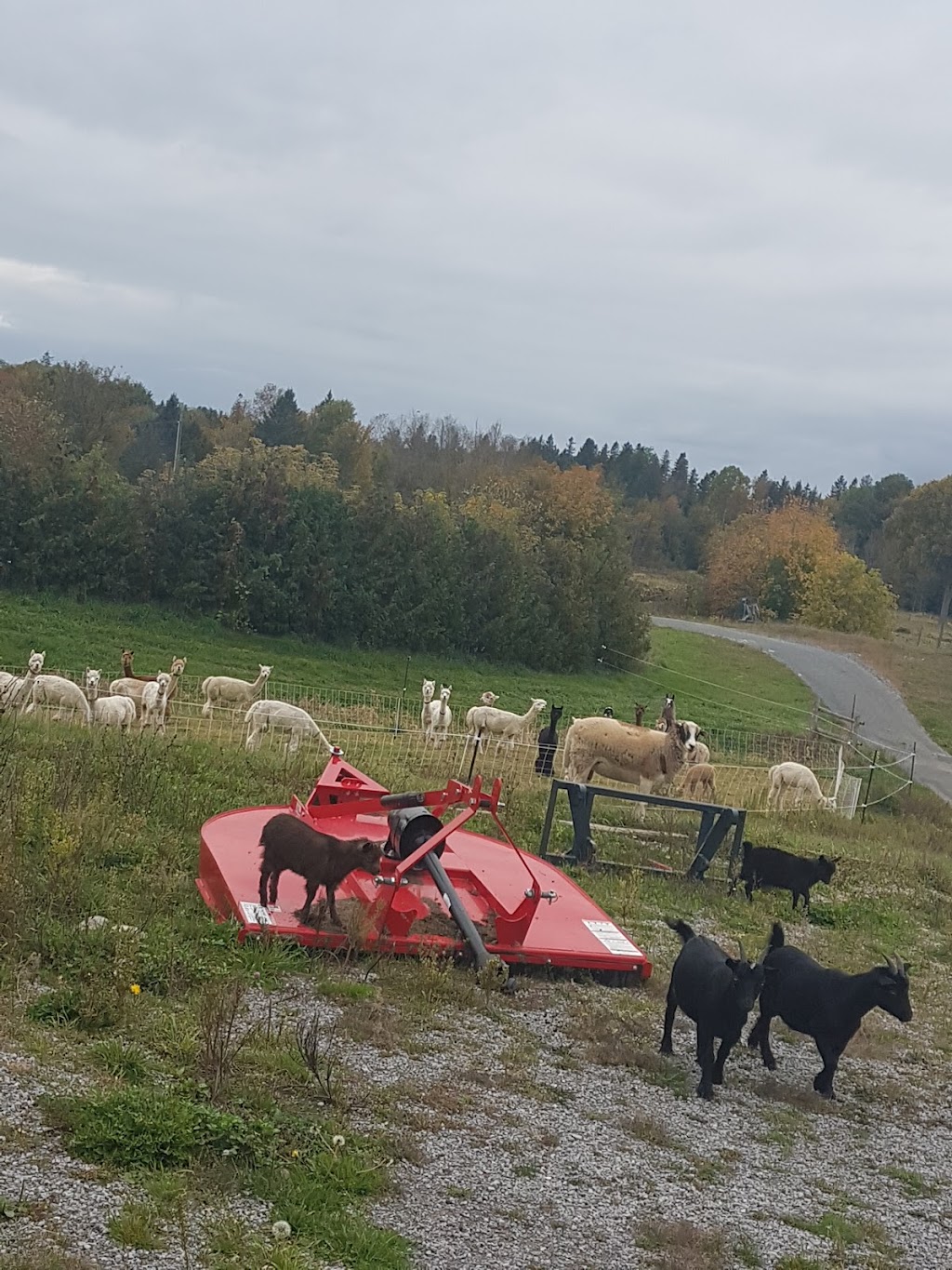 Serenity Lane Animal Sanctuary | 2556 N Asphodel 5th Line, Norwood, ON K0L 2V0, Canada | Phone: (905) 442-4632