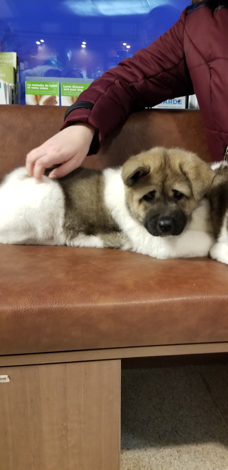 Poirier OBrien Veterinary Hospital | 410 Boulevard Saint-Jean-Baptiste, Mercier, QC J6R 2B3, Canada | Phone: (450) 692-0777