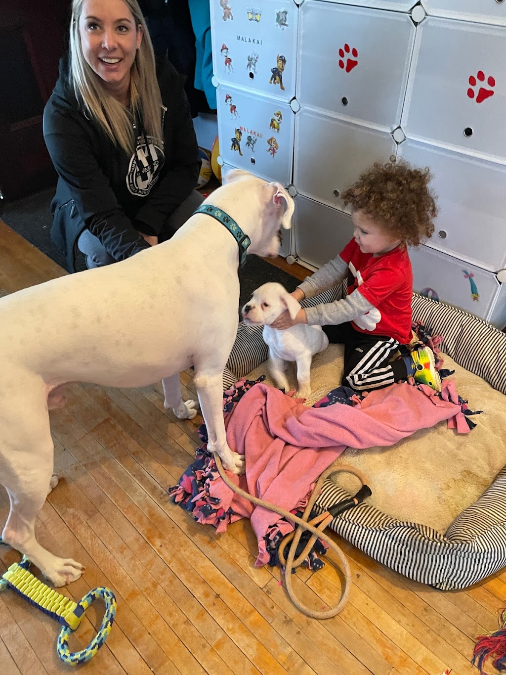 Ciciboxerpups | 12826 Lakeshore Rd, Wainfleet, ON L0S 1V0, Canada | Phone: (226) 934-8310