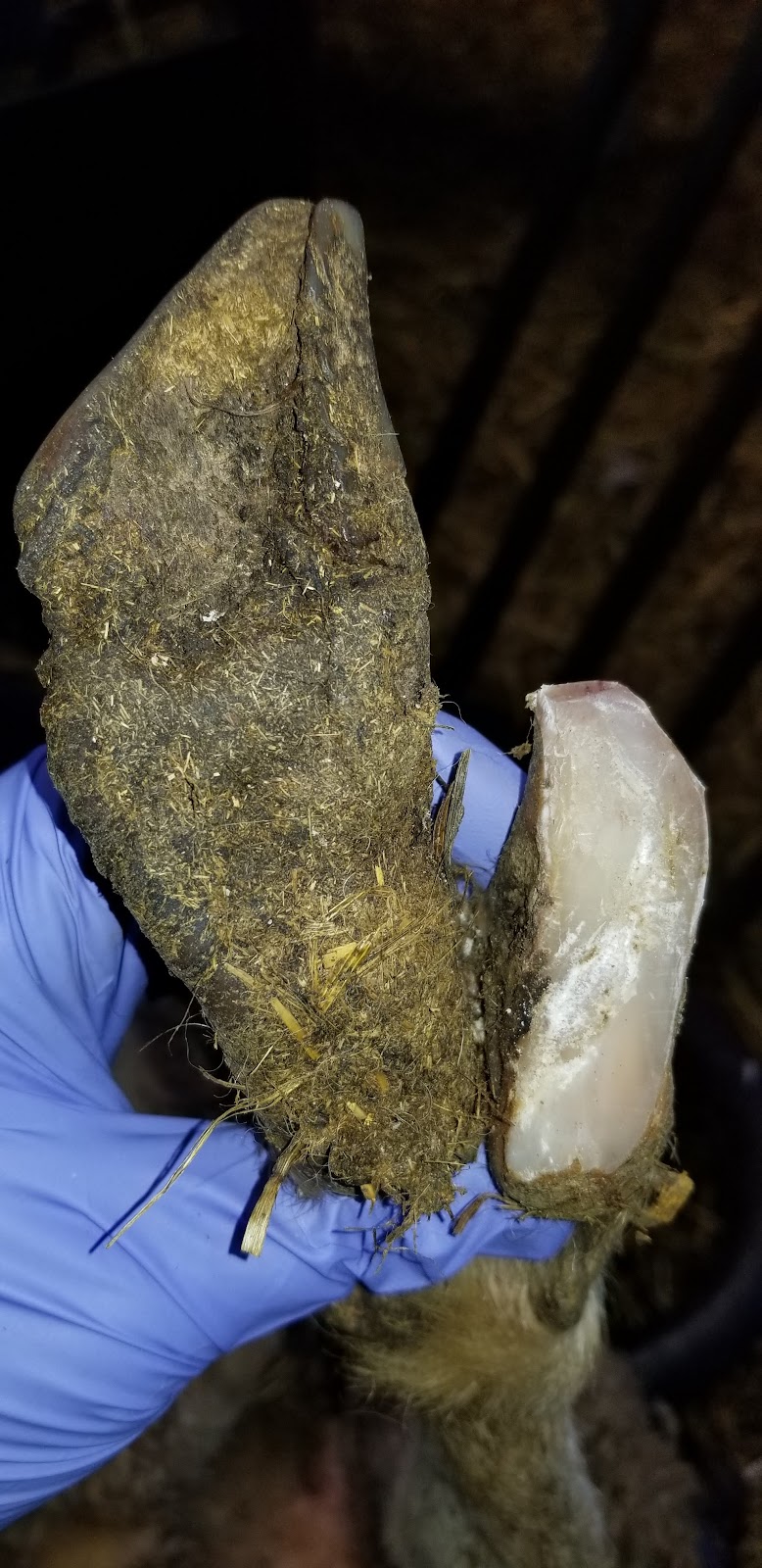 Bizarre Beasts Hoof Trimming | 458 Cambray Rd, Cambray, ON K0M 1E0, Canada | Phone: (705) 340-1869