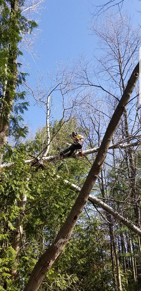 Terrific Tree Solutions | 255 High St, MacTier, ON P0C 1H0, Canada | Phone: (705) 346-4898
