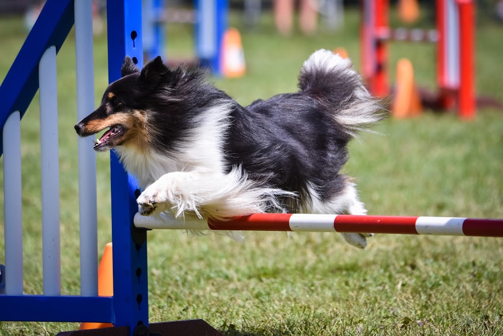 Rickfield Farm Agility Club | 8658 Bank St, Vernon, ON K0A 3J0, Canada | Phone: (613) 323-0872
