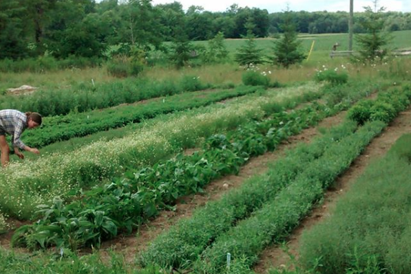 Floreren Farm | 221788 Concession Rd 14, Neustadt, ON N0G 2M0, Canada | Phone: (519) 760-0453
