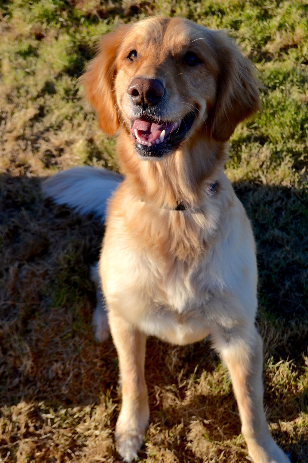 Oak Meadows Pet Resort | 1848 Upper Dwyer Hill Rd, Carp, ON K0A 1L0, Canada | Phone: (613) 256-0500