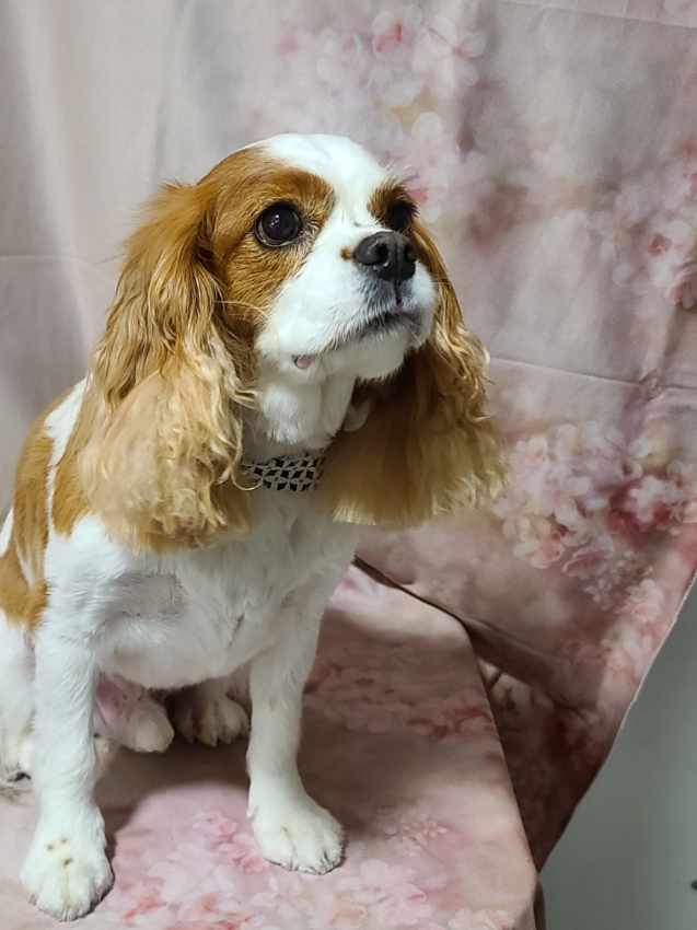 Dirty Dog Groomers | 255 Davison Dr #4, Red Deer, AB T4R 2H2, Canada | Phone: (587) 273-3877
