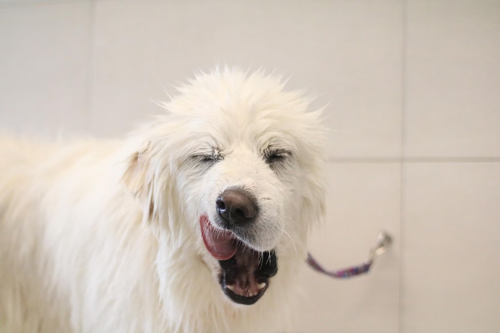 The Fox and Hound Canine Retreat | 2437 Michigan Line, Brights Grove, ON N0N 1C0, Canada | Phone: (519) 542-0070