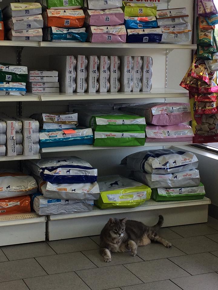 Aurora Animal Clinic | 263 Edward St, Aurora, ON L4G 3M7, Canada | Phone: (905) 727-9449