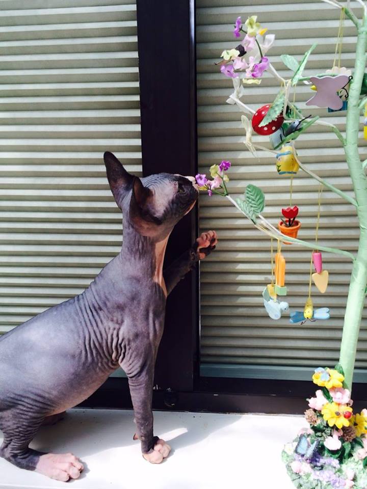 Sphynx Canada Cattery | 1439 S Cameron Blvd, Windsor, ON N9B 3C8, Canada | Phone: (519) 791-7922