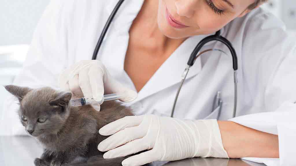 Walnut Grove Animal Hospital | 20995 88 Ave #101A, Langley City, BC V1M 2C9, Canada | Phone: (604) 888-2628