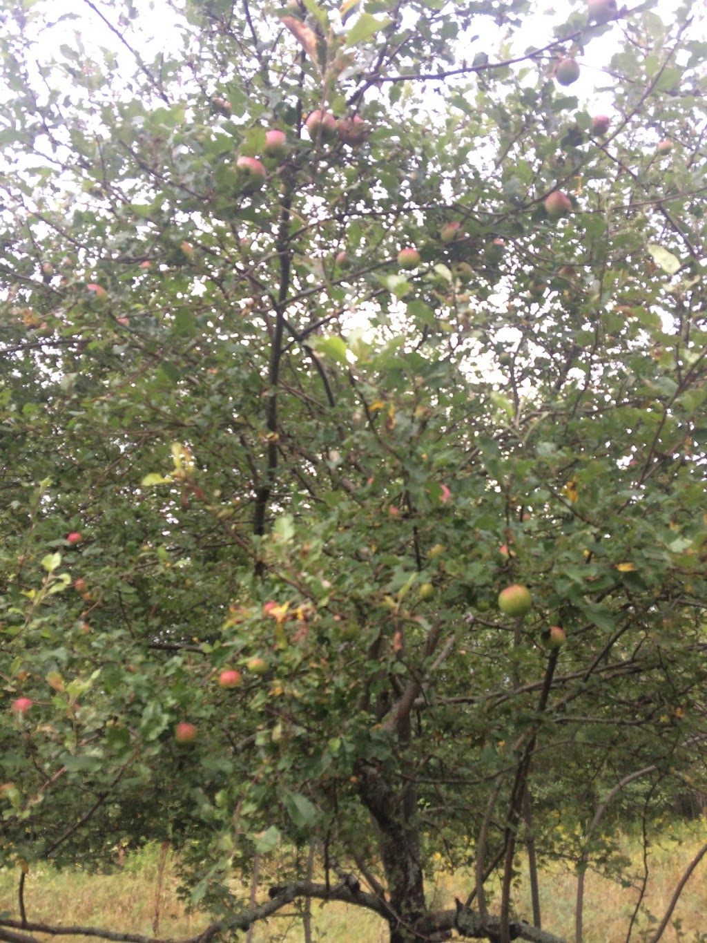 Happy LOHAS Farm | 57 Doirons LN, Milton Station, PE C0A 1N0, Canada | Phone: (778) 389-8637