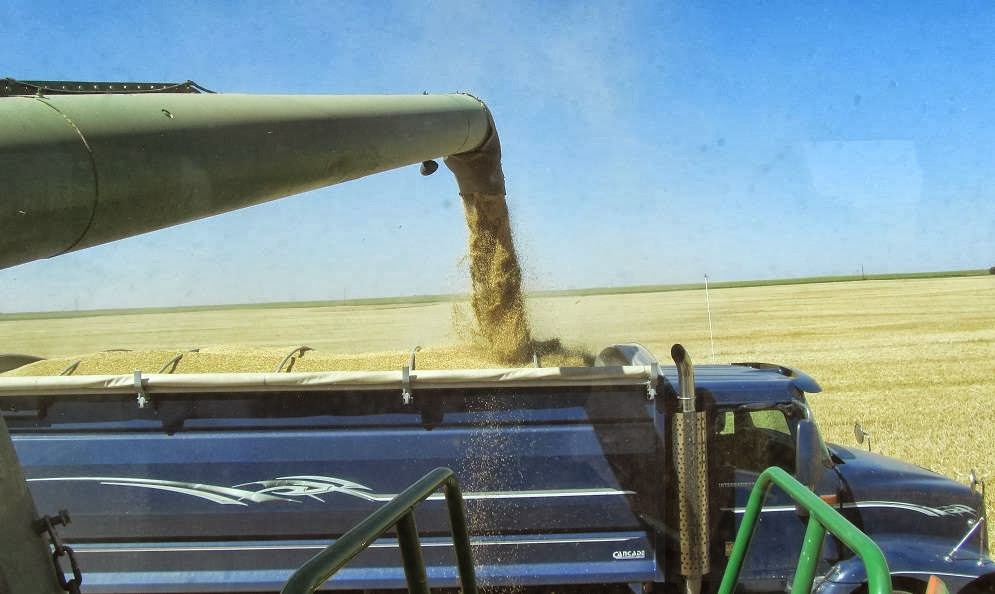 Chin Ridge Seeds Ltd. | Box 4222, 82066 RR 15-4, Taber, AB T1G 2C7, Canada | Phone: (800) 563-7333