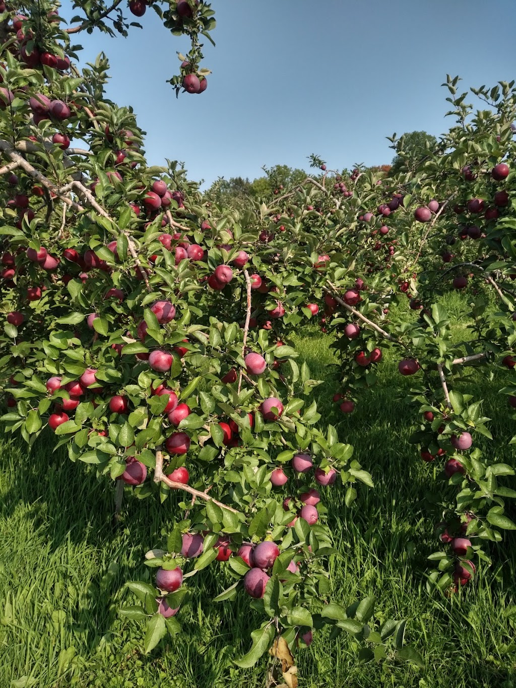 Entre Terre & Pierre - Ciders & Perries | 1260 QC-202, Franklin, QC J0S 1E0, Canada | Phone: (450) 827-2993