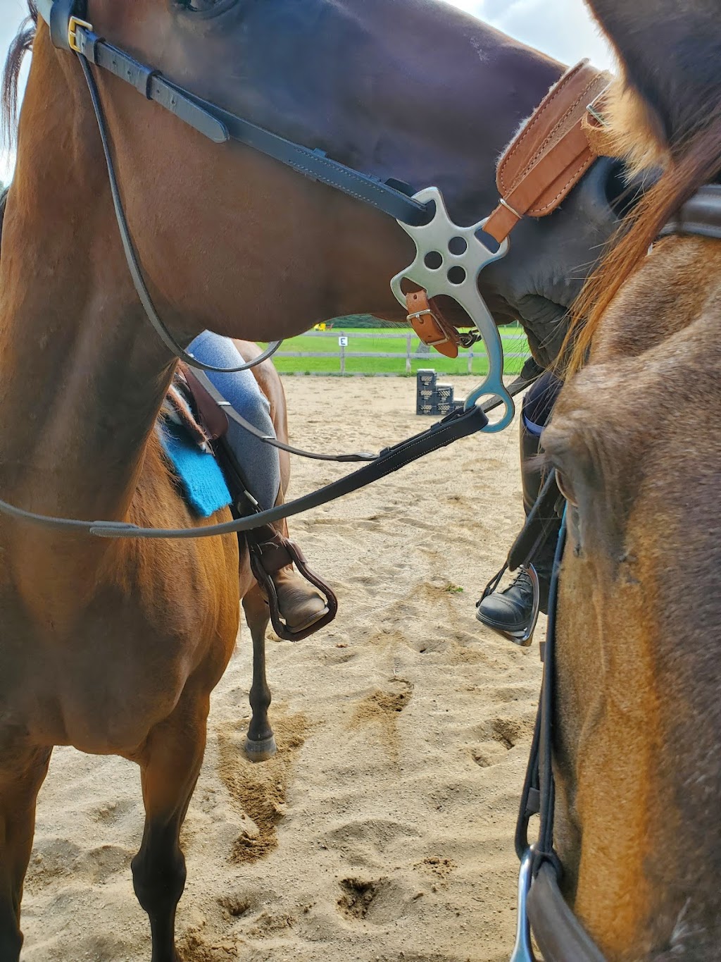 BR Equestrian Centre | 241 Harley Rd, Harley, ON N0E 1E0, Canada | Phone: (519) 755-1377