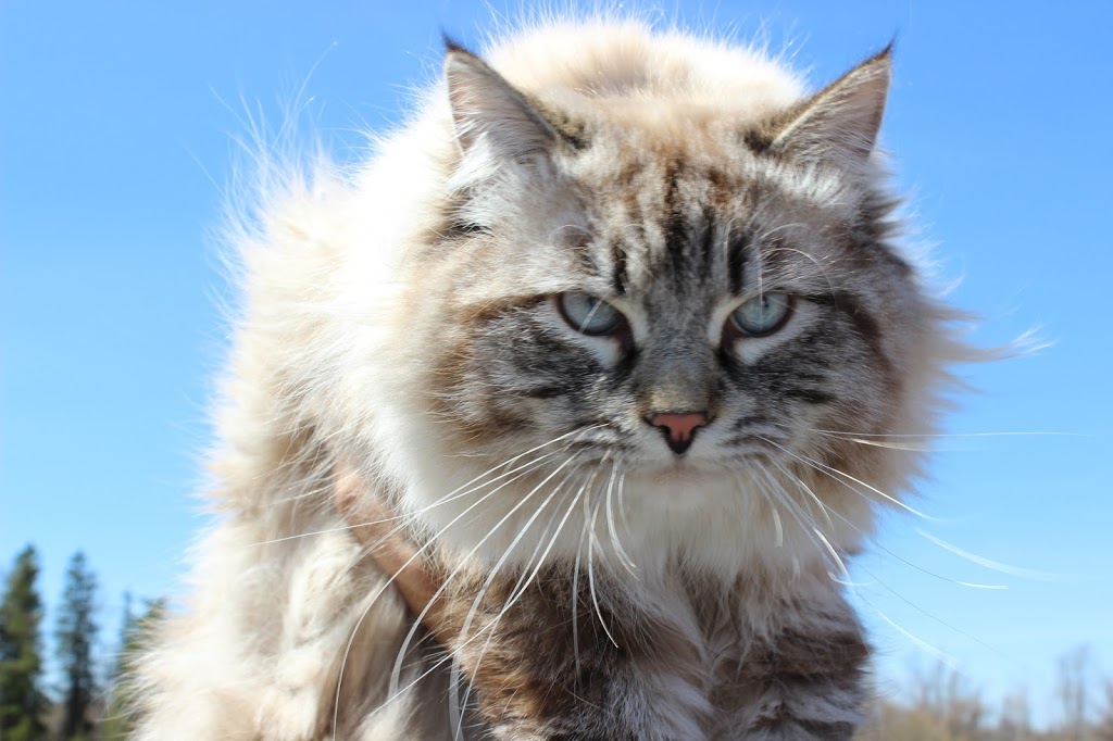 Timber Siberians Cattery | 295159 8 Line, Laurel, ON L9W 0K1, Canada | Phone: (519) 217-4360