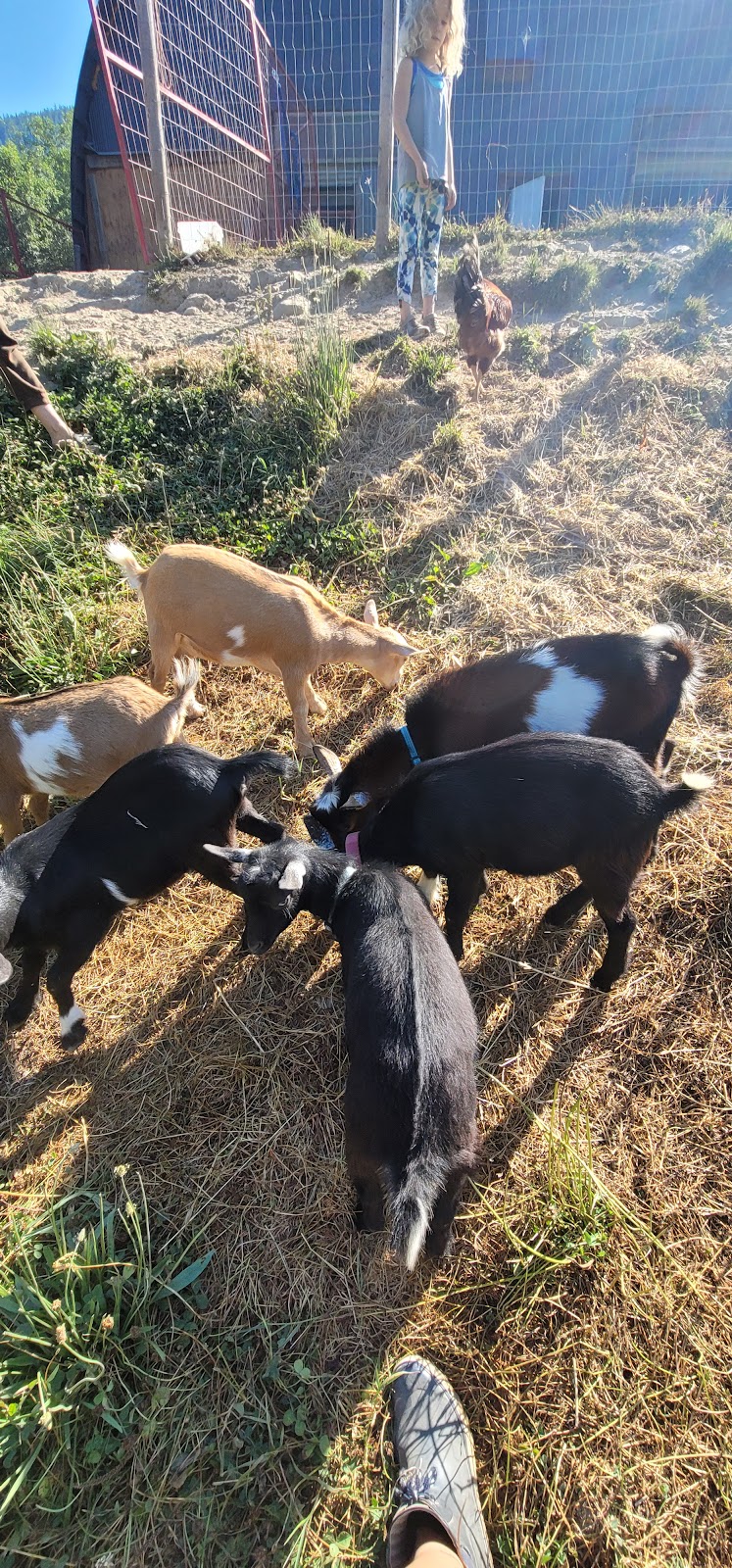 Goat Yoga | 12825 Squamish Valley Rd, Brackendale, BC V0N 1H0, Canada | Phone: (604) 902-5951