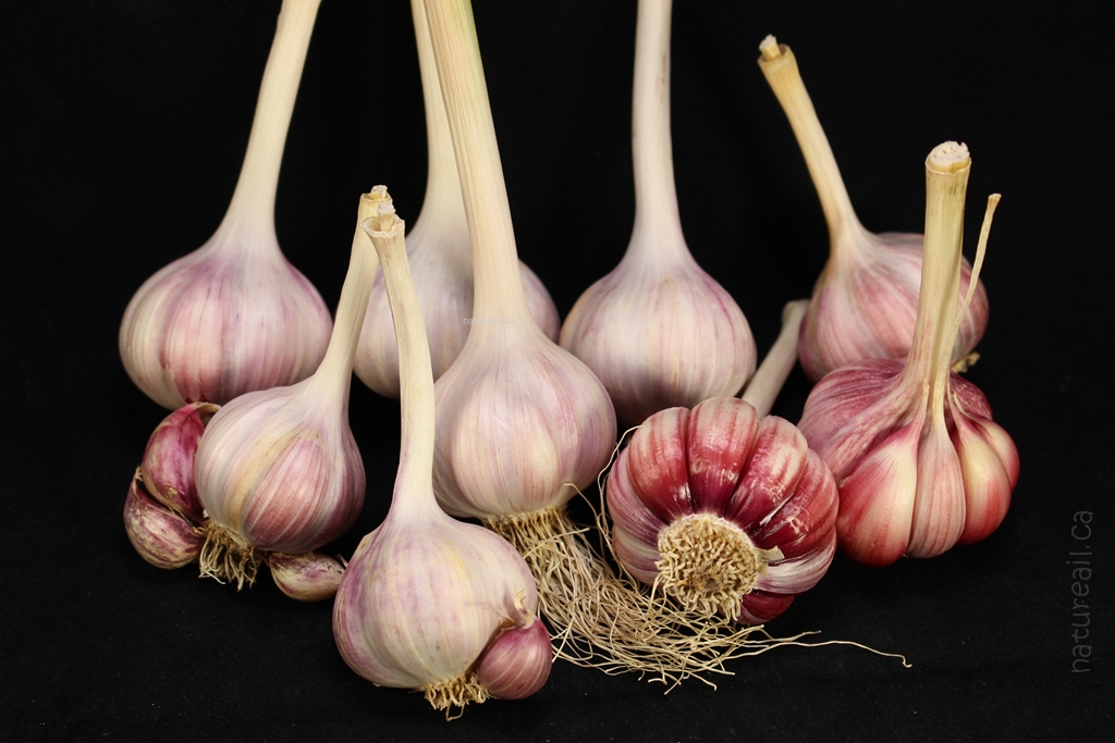 Jardin Nature Ail Garlic | 729 QC-255, Dudswell, QC J0B 1G0, Canada | Phone: (819) 388-1309