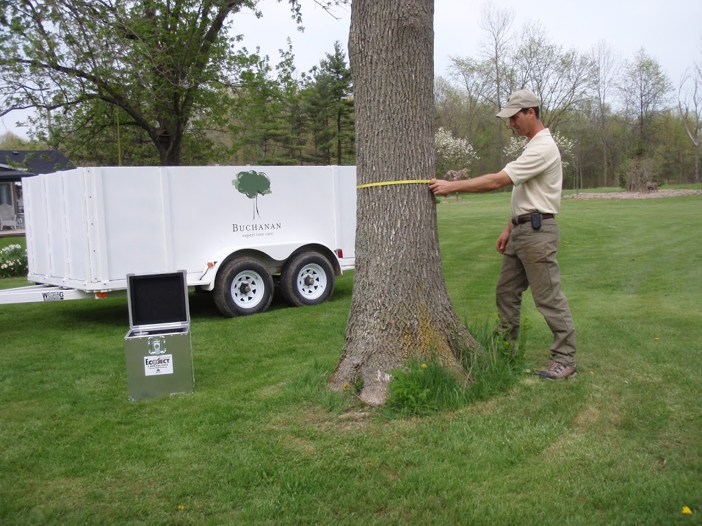 Buchanan Expert Tree Care Inc | 370 Welland Rd, Fenwick, ON L0S 1C0, Canada | Phone: (905) 892-6579