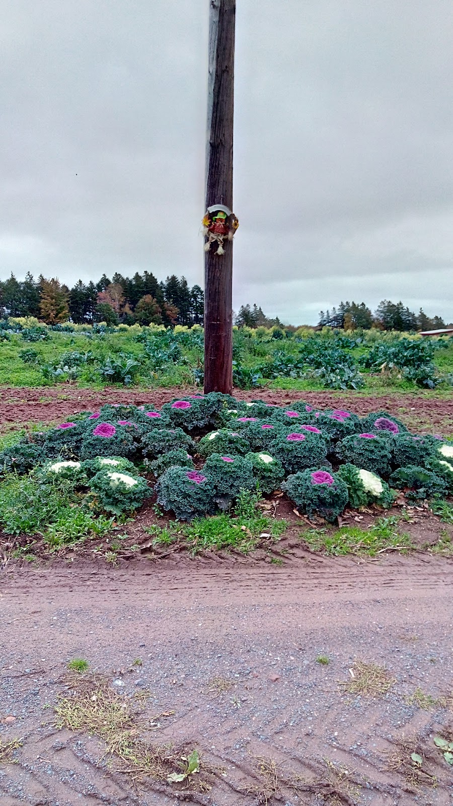 Lakenmans Farm | 512 Bayview Rd, Pictou, NS B0K 1H0, Canada | Phone: (902) 921-8236