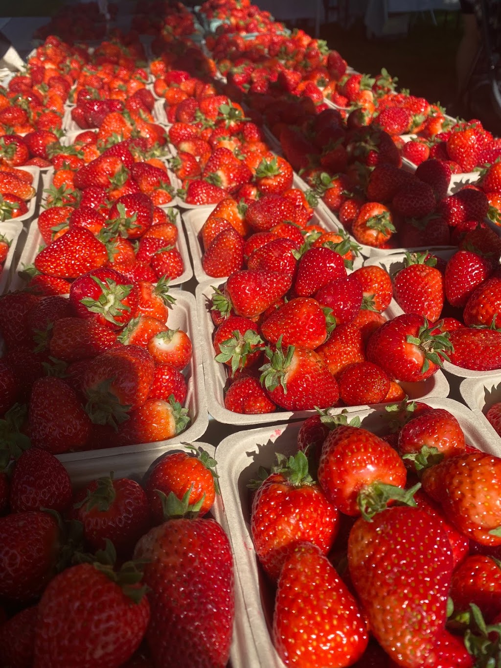 Glenmore Farms | 5528 Glenmore Rd, Abbotsford, BC V4X 1W1, Canada | Phone: (604) 751-3322
