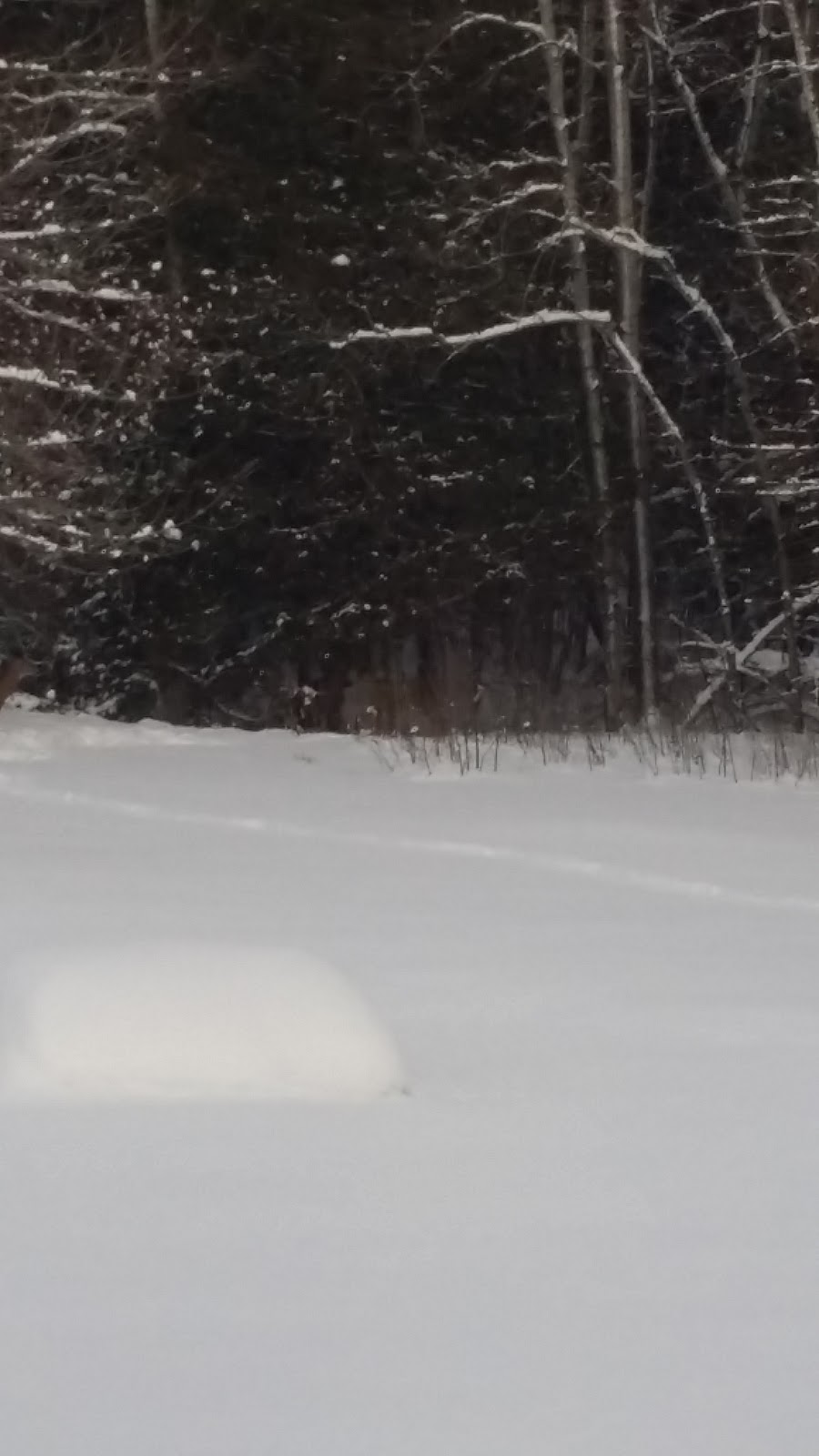 Spirithands Photography | Cedar Lane Rd, Orillia, ON L3V 6H6, Canada | Phone: (705) 323-7540