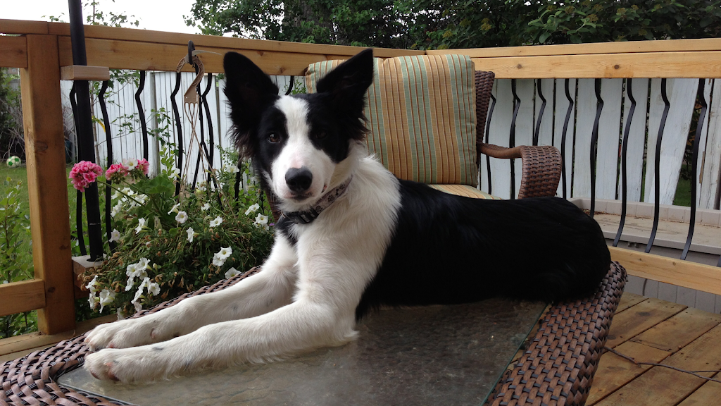 Cranston Veterinary Hospital | 356 Cranston Rd SE #4020, Calgary, AB T3M 0S9, Canada | Phone: (403) 288-7299