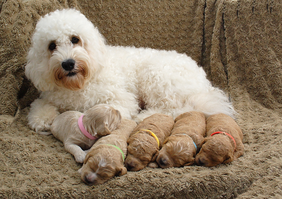 Bluevale Meadows Australian Labradoodles | 41472 Harriston Rd, Wingham, ON N0G 2W0, Canada | Phone: (519) 335-3006