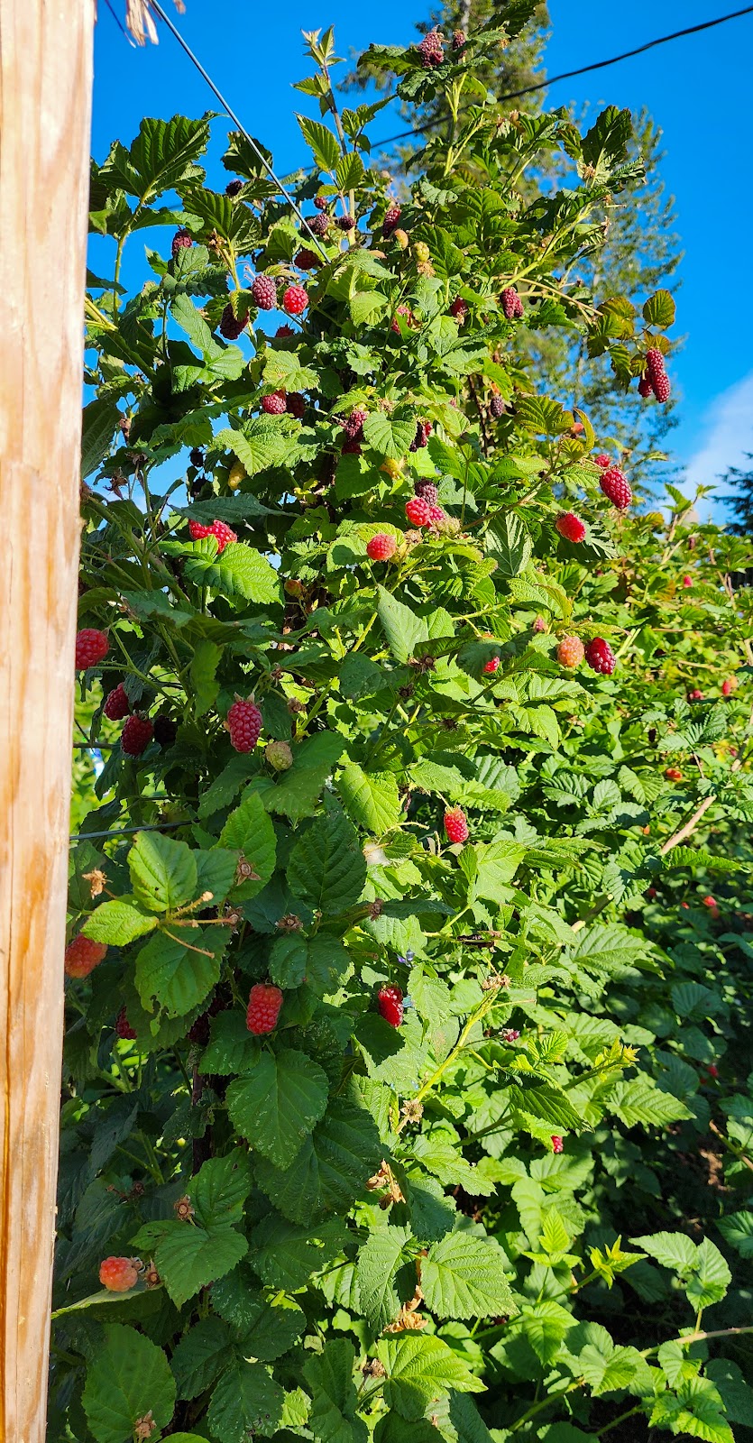 Shorewolf Farm | 8376 BC-19, Black Creek, BC V9J 1H2, Canada | Phone: (250) 650-4878