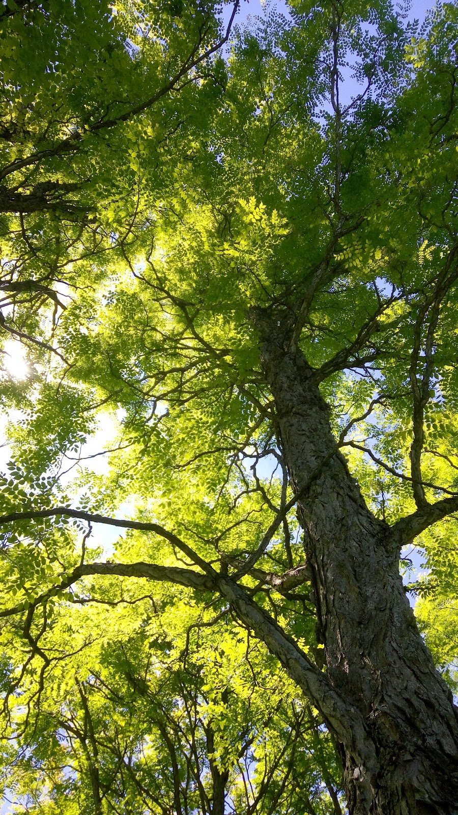 Baxter Conservation Area | 7498 Carter Rd, Kars, ON K0A 2E0, Canada | Phone: (613) 489-3592