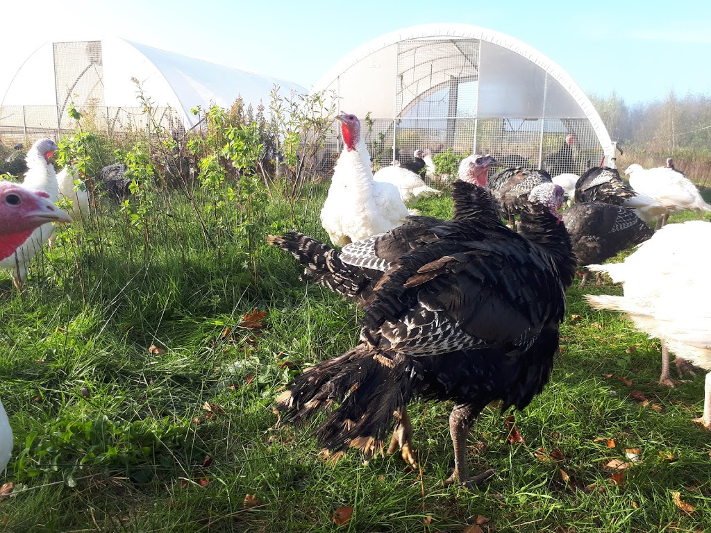 Bountywoods Farm | 4876 Brooklyn St, Somerset, NS B0P 1E0, Canada | Phone: (902) 538-4318