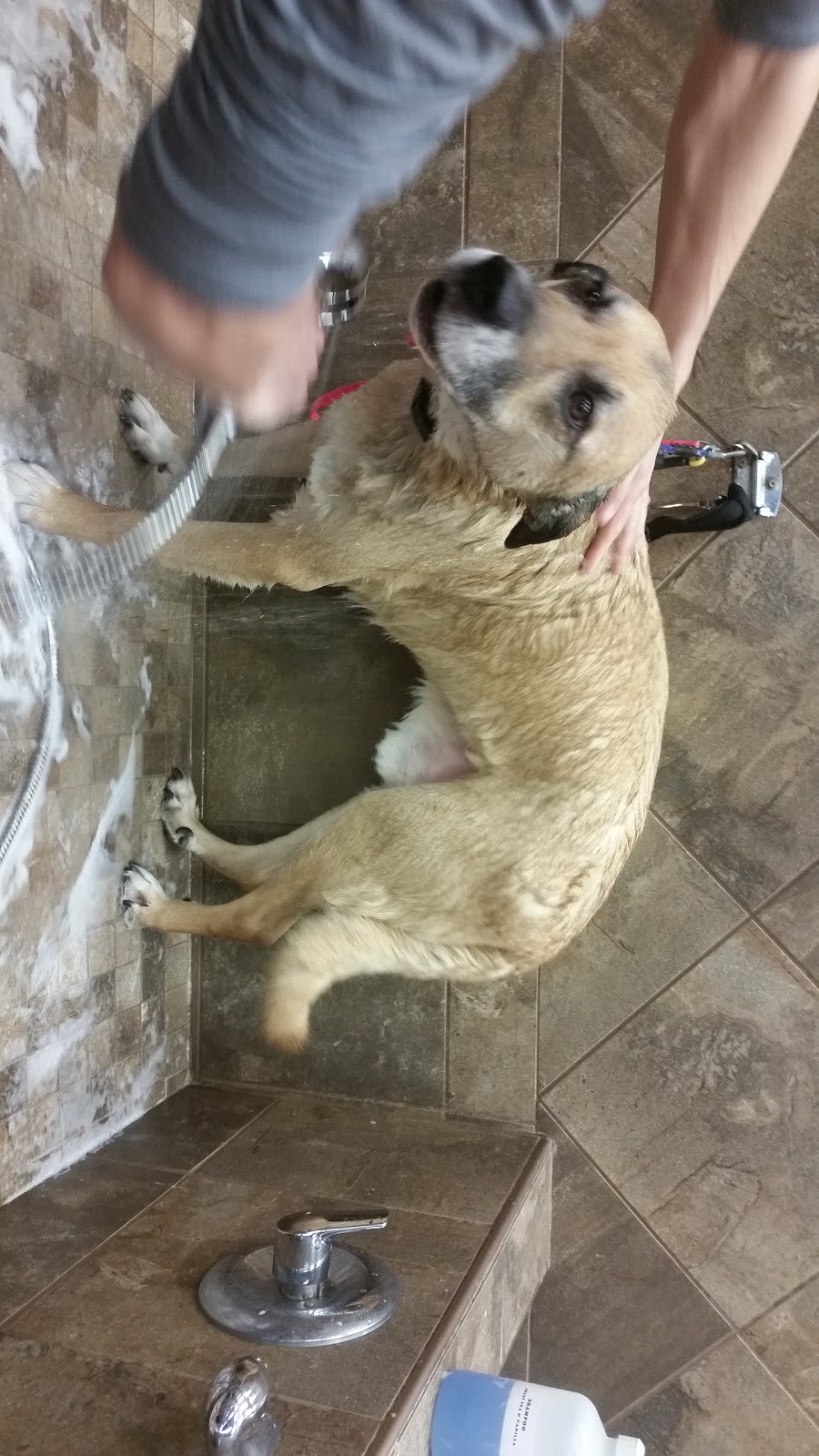 Pet Valu | 12756 167 Avenue, Edmonton, AB T6V 1J6, Canada | Phone: (780) 476-2314